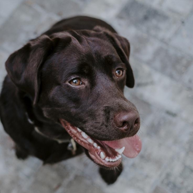 Portrait of Ravi meditation instructor